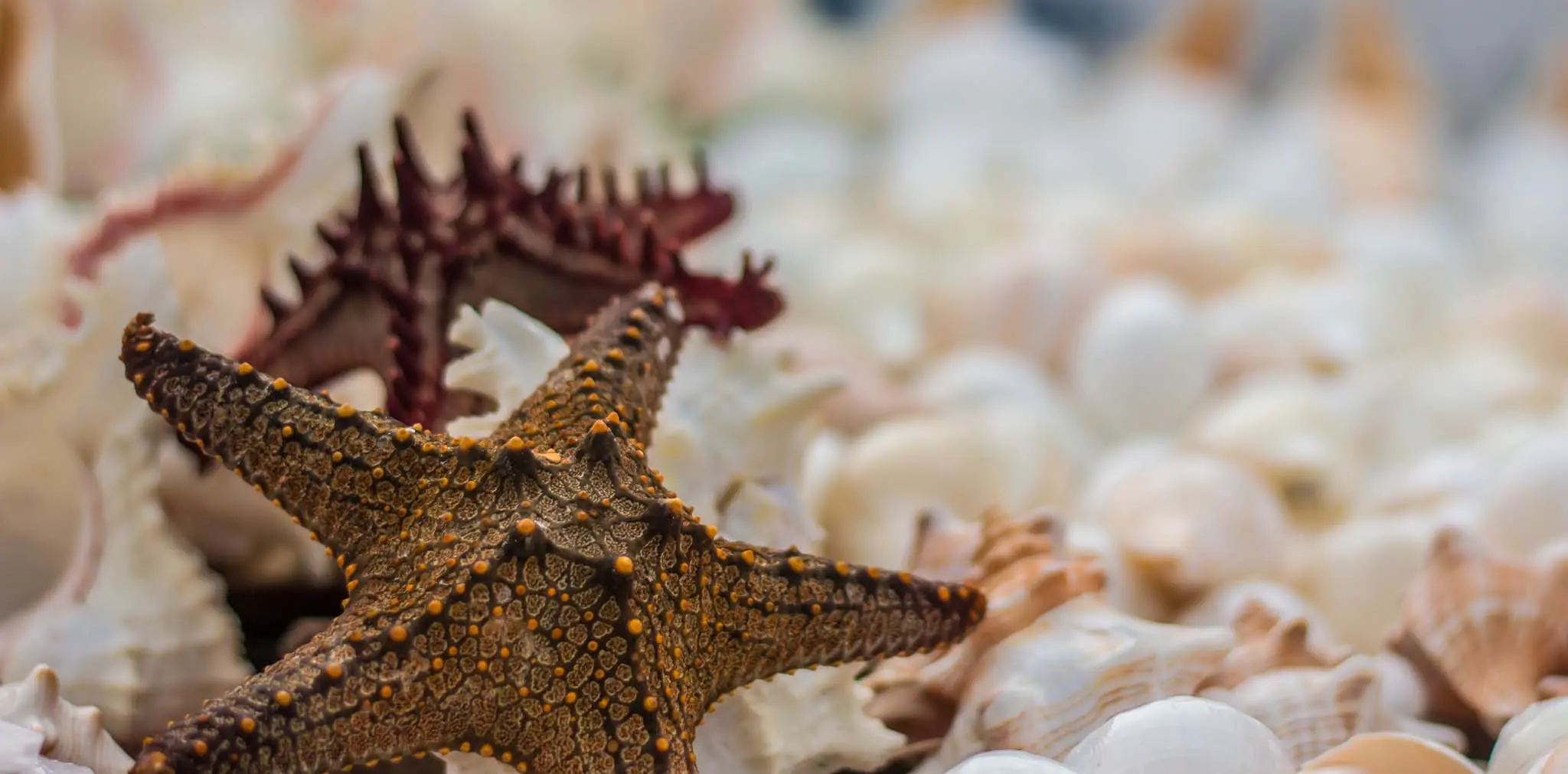 STAR_FISH